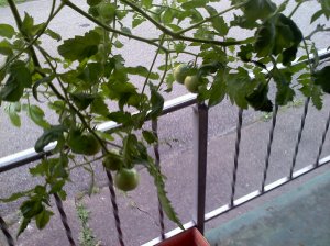 Tomato plant in Topsy Turvy outside my front door.